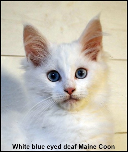 White cats, white spotting and deafness - WesterosCat Maine Coon